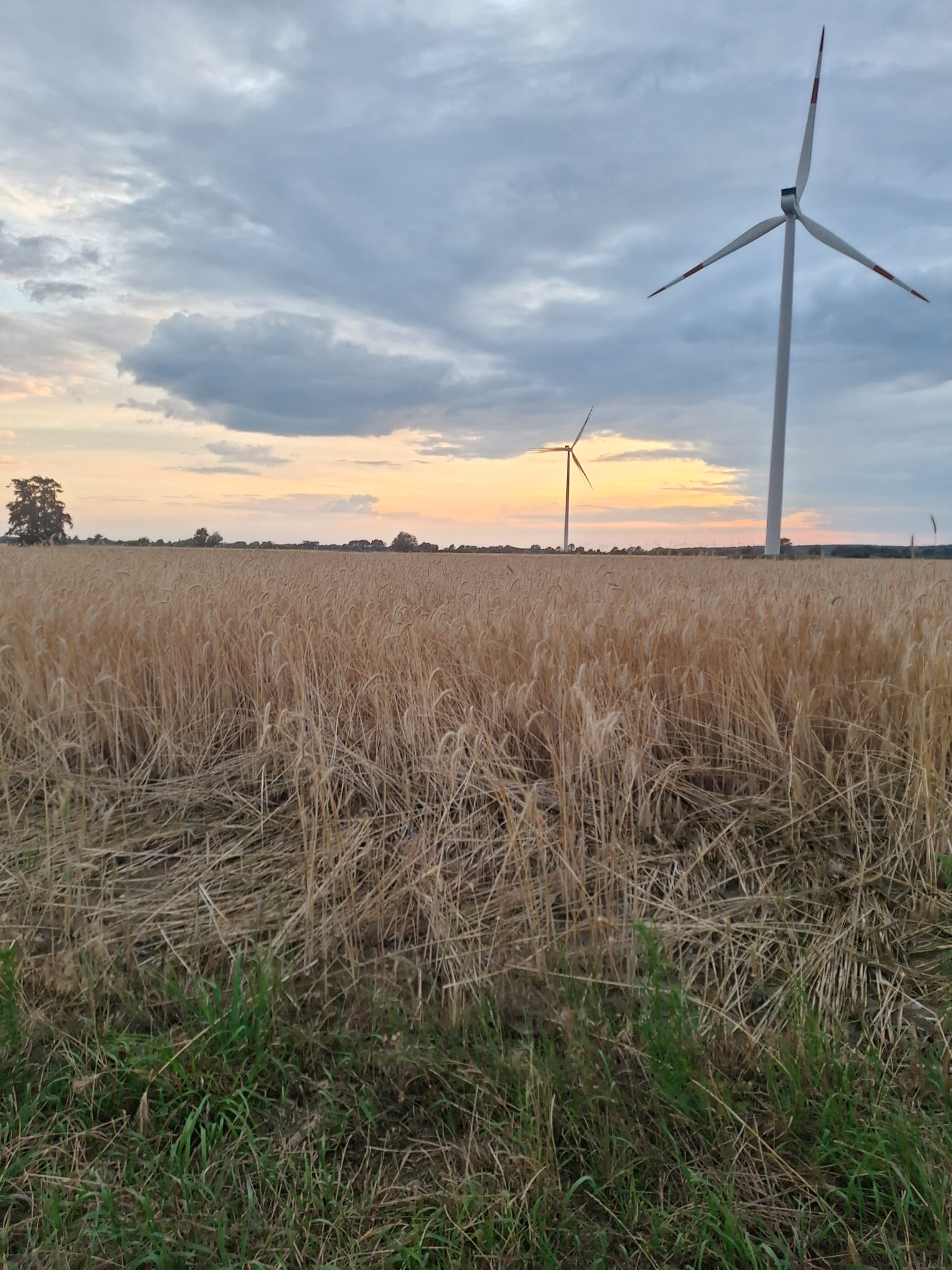Feld in der Abendstimmung