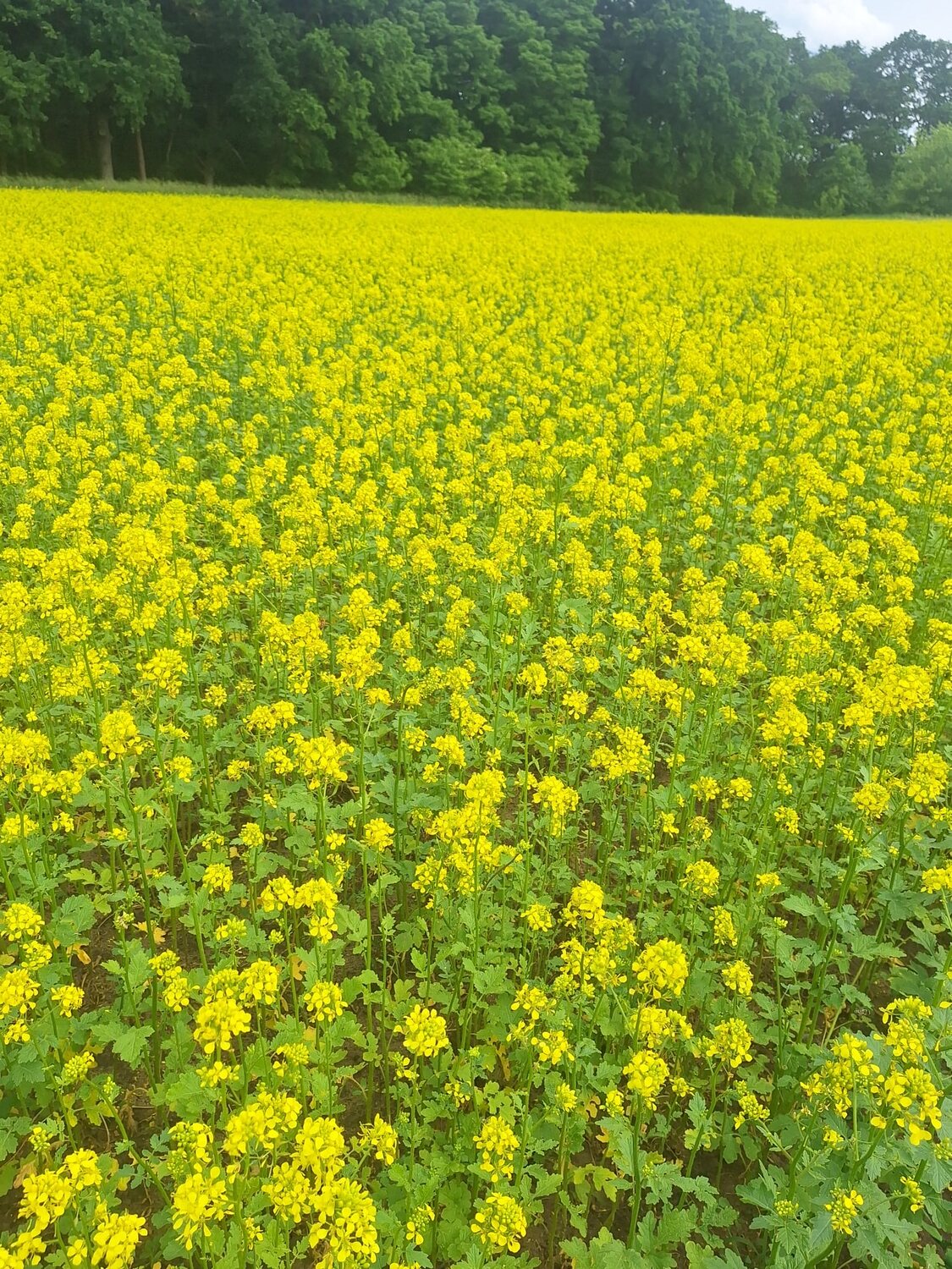 Gelbe Senfblüte